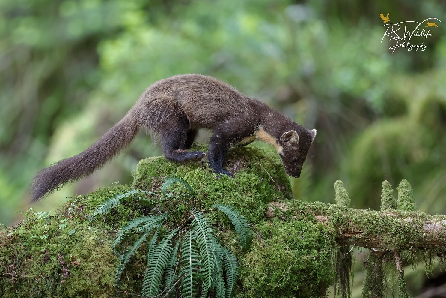 Pine Marten