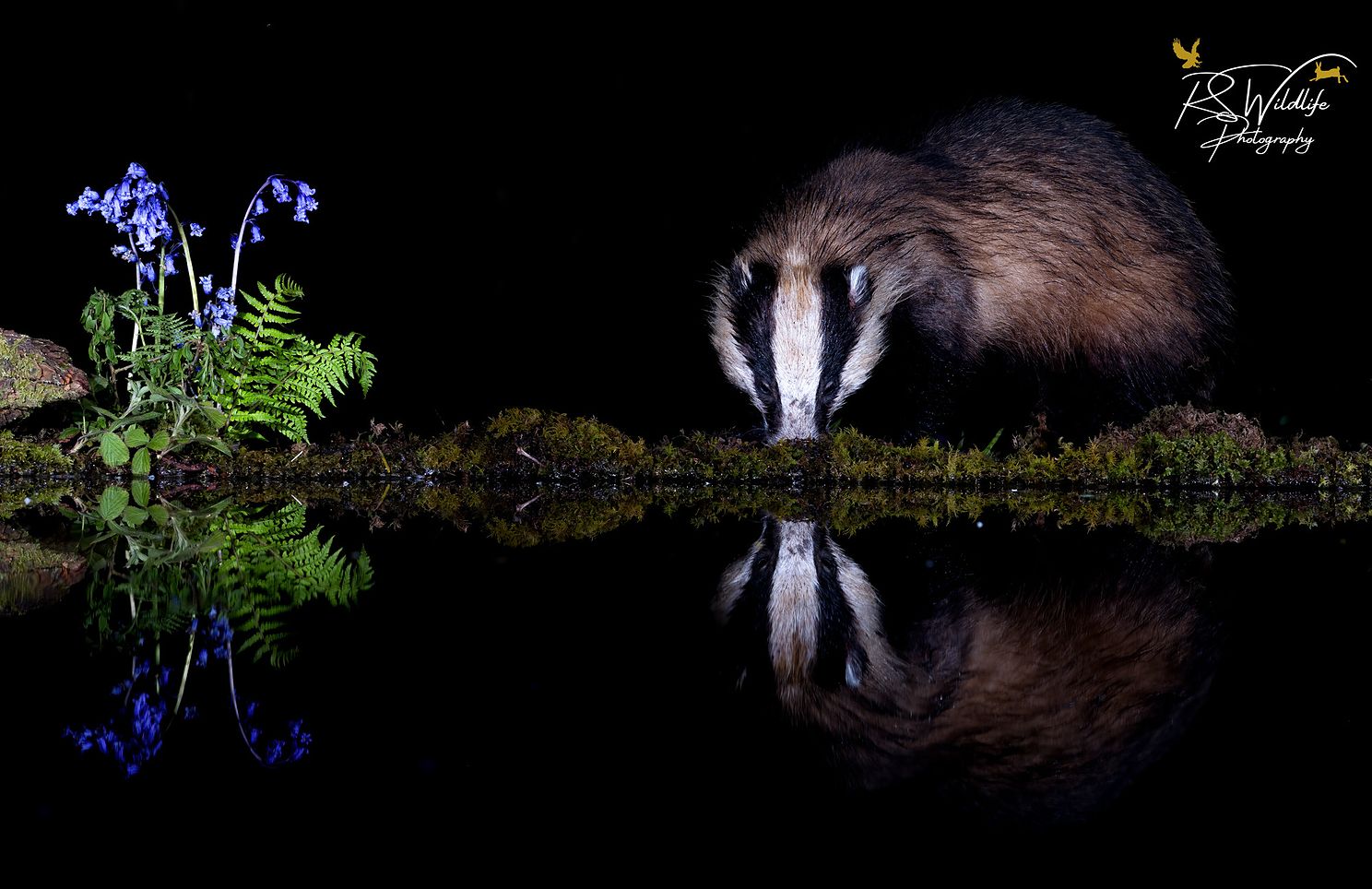Badger