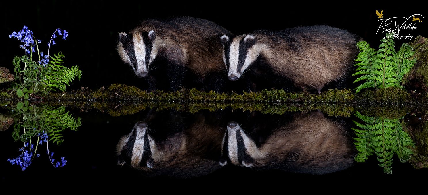 Badger