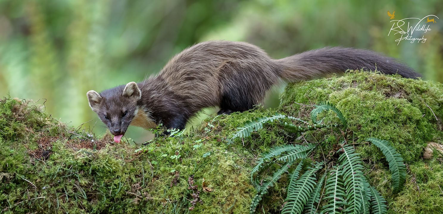 Pine Marten