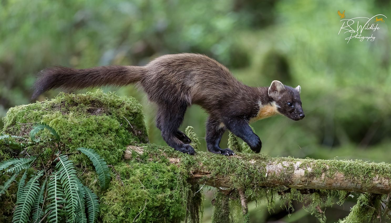 Pine Marten