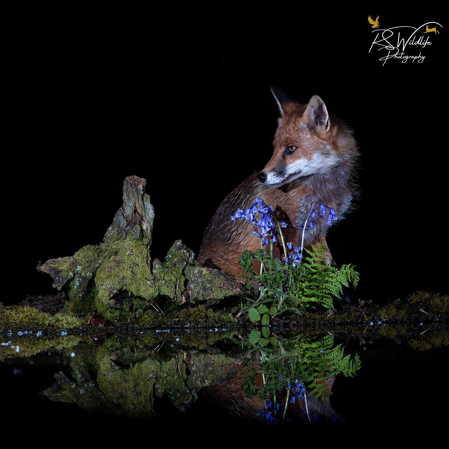Red Fox