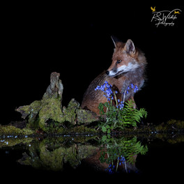 Red Fox