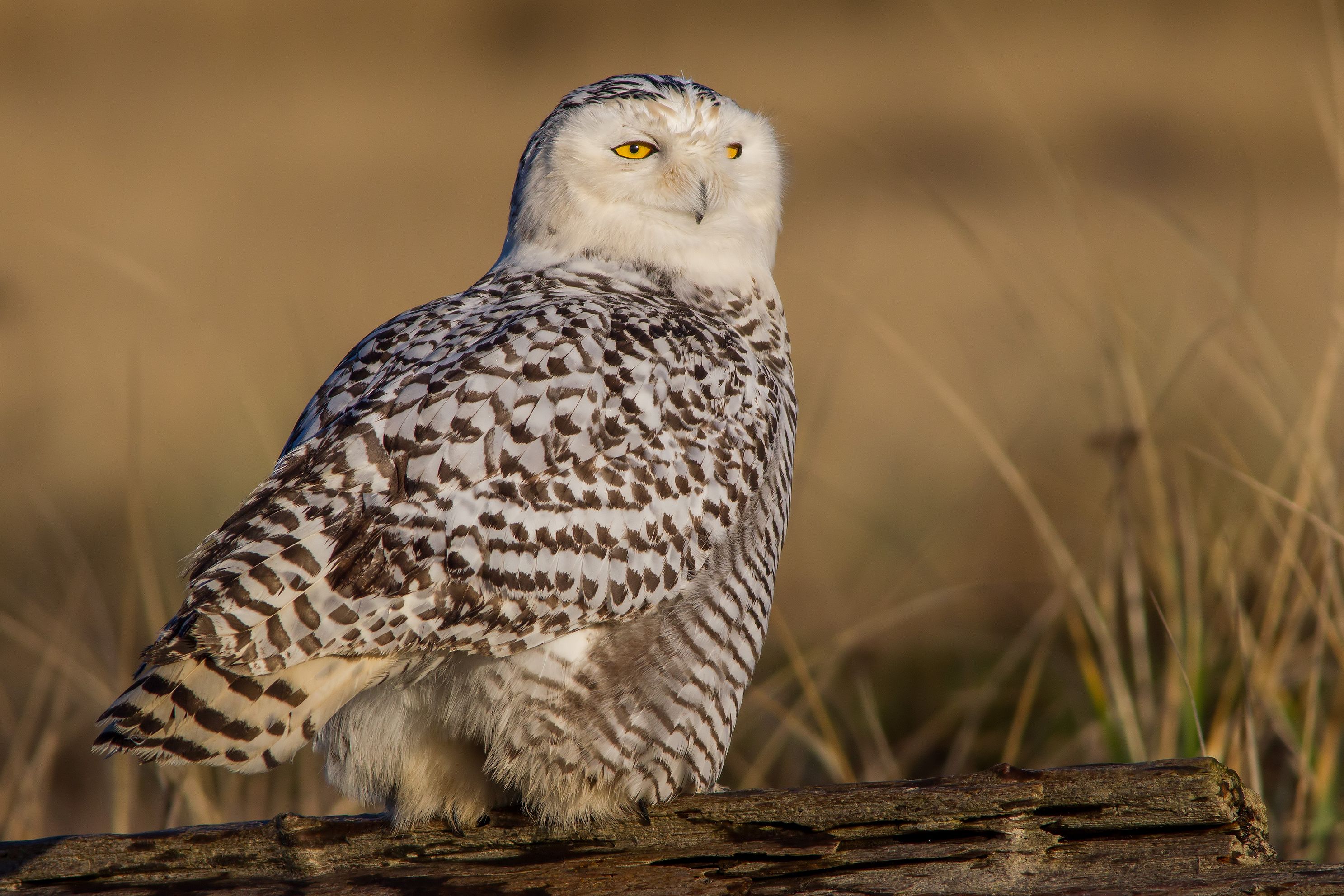 snowyowljpg