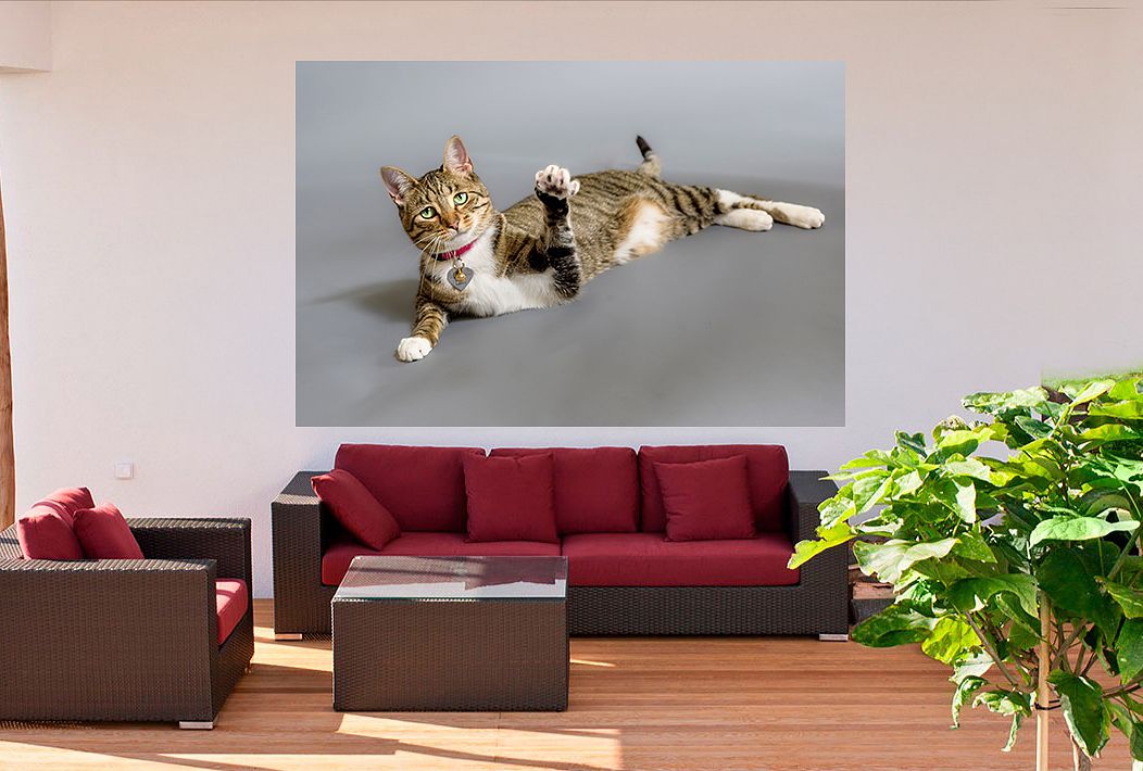 Akron-Pet-Photographer-Mara-Robinson-Photography.jpg