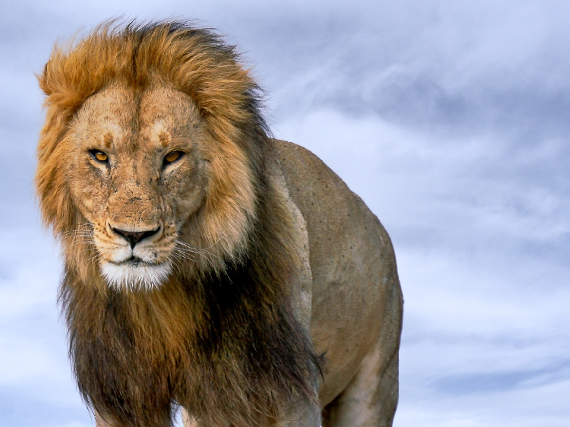 Lion male full small.jpg 3