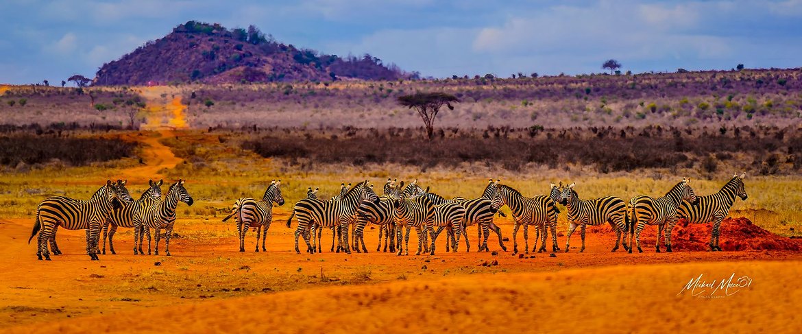 zebra herd small.jpg 2
