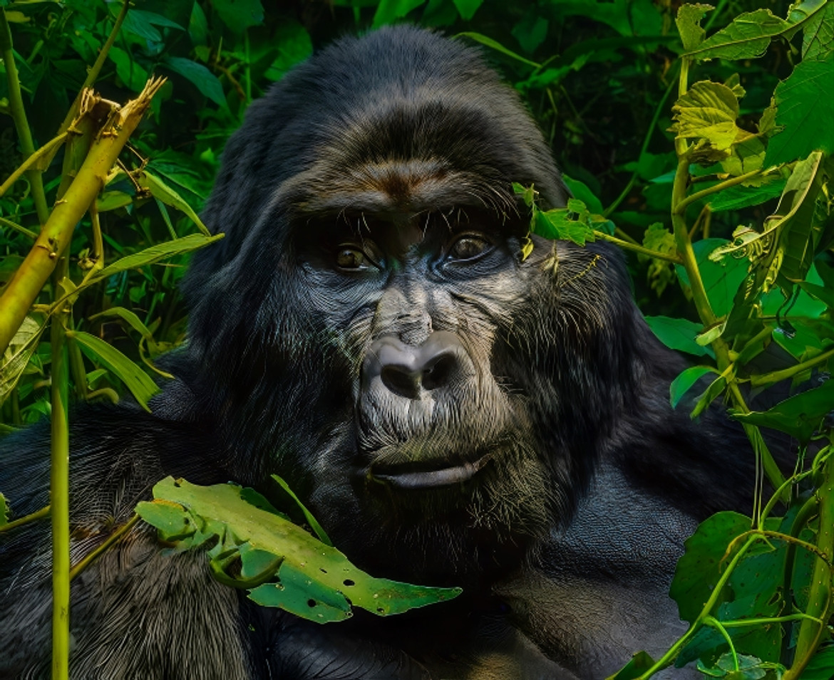 gorilla small.jpg 4