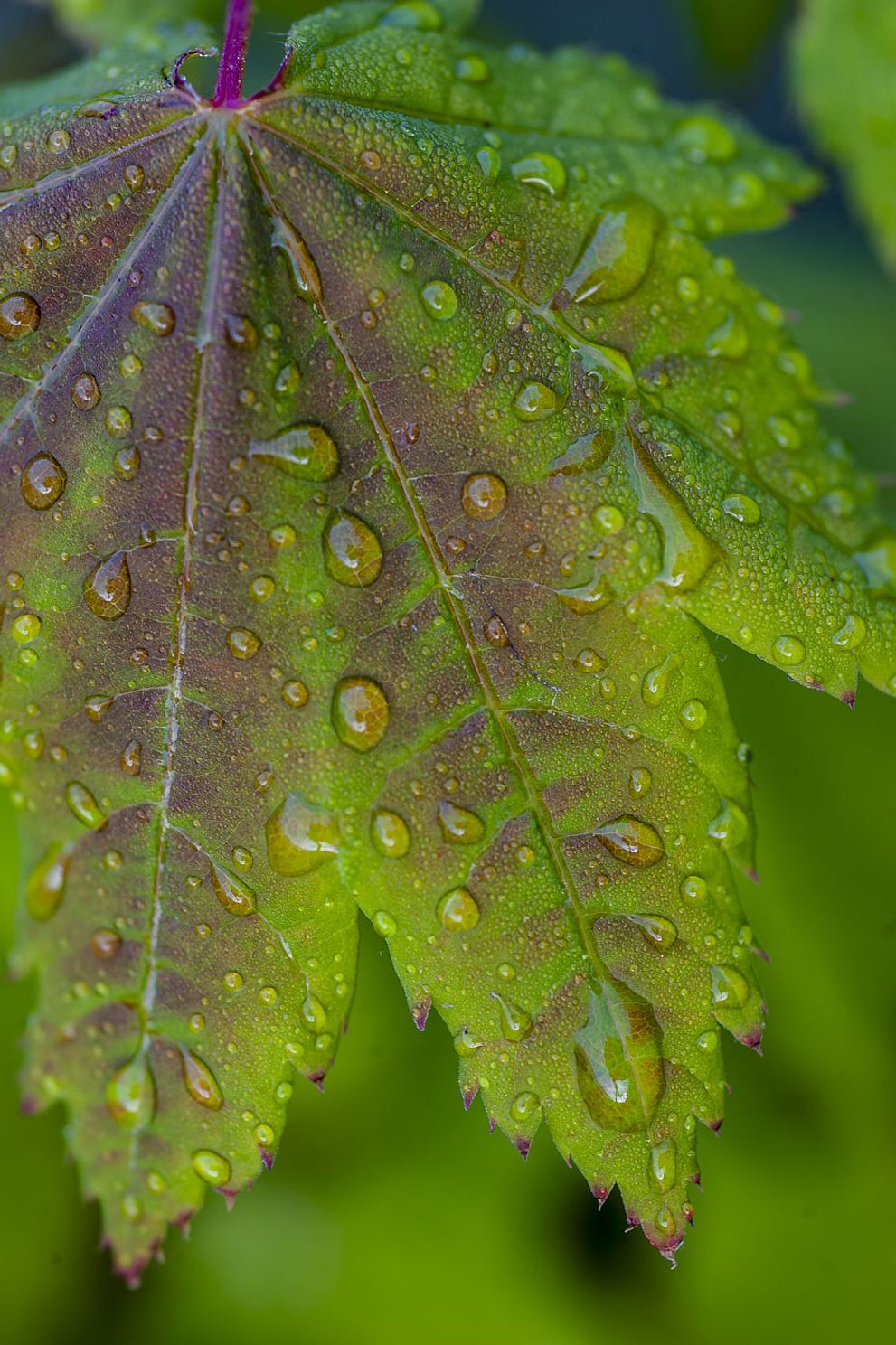 Hoh_Rain_Forest_Olympic_National_Park-3725.jpg