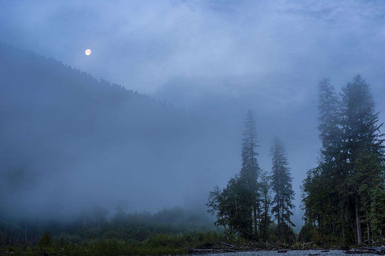 Hoh_Rain_Forest_Olympic_National_Park-.jpg