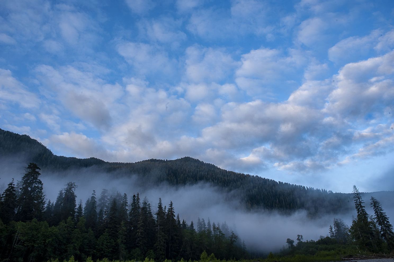 Hoh_Rain_Forest_Olympic_National_Park-3745.jpg