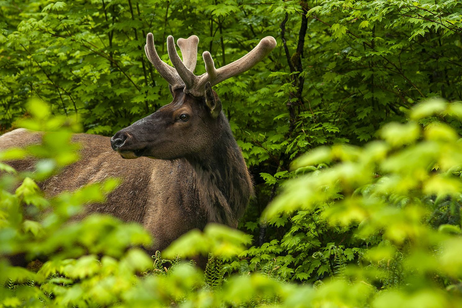 Hoh_Rain_Forest_Olympic_National_Park-3535.jpg