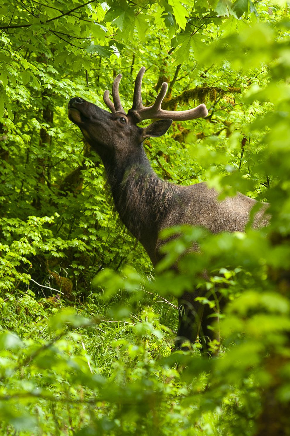 Hoh_Rain_Forest_Olympic_National_Park-3518.jpg