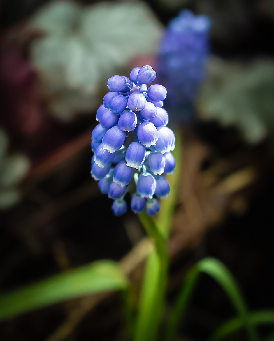 Purple Muscari, bright and colourful. Artistic and creative from Natural Collection Lisa Harris