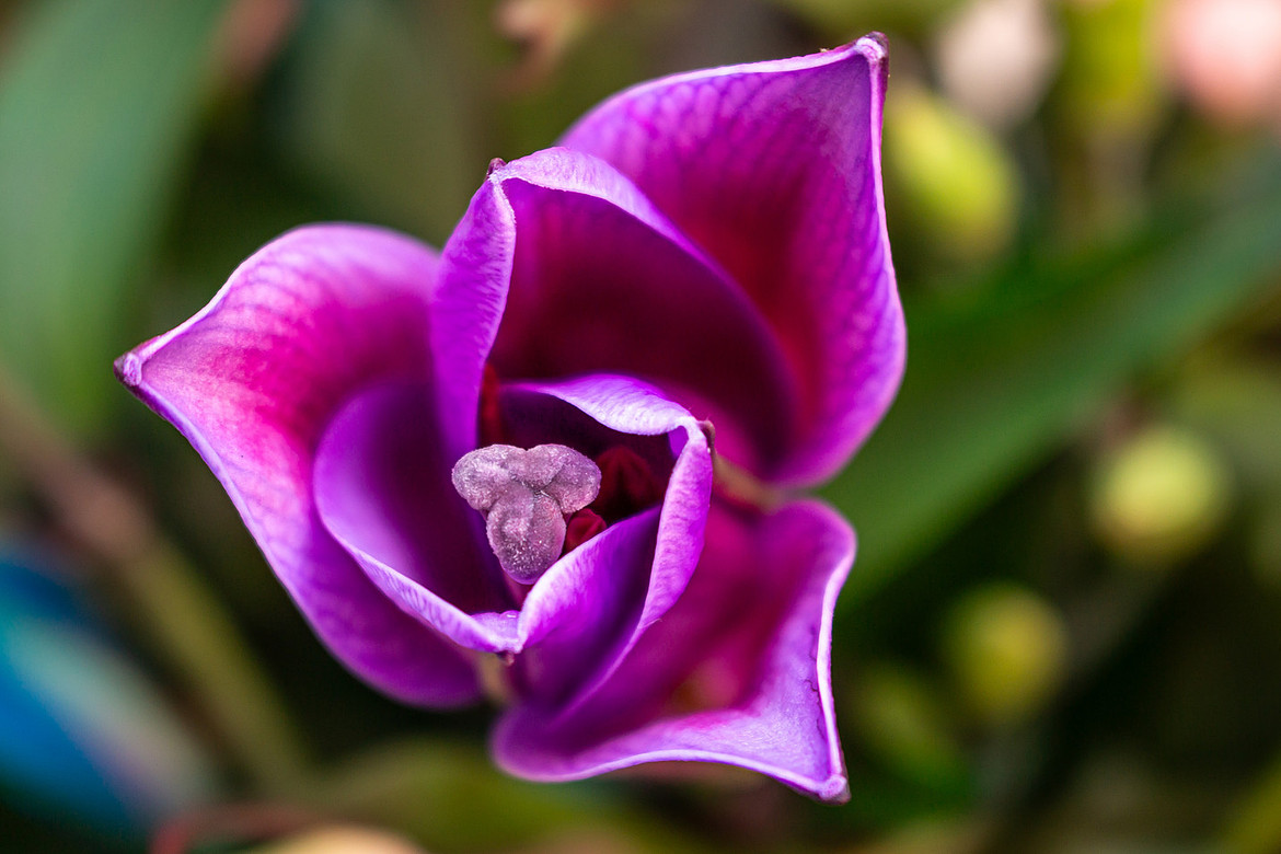Purple Lily with bright and colourful background. Creative and artistic from Natural Collection Lisa