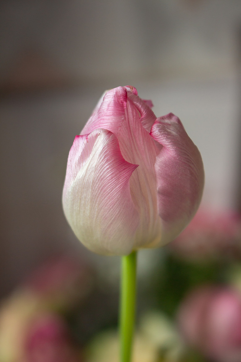 Pink and white Tulip bright colours, artistic and creative from Pastel Collection Lisa Harris Floral