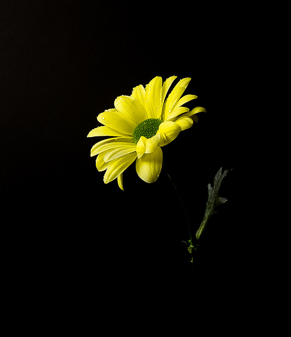 Yellow Daisy with a bold background, artistic and creative from the Bold Collection Lisa Harris