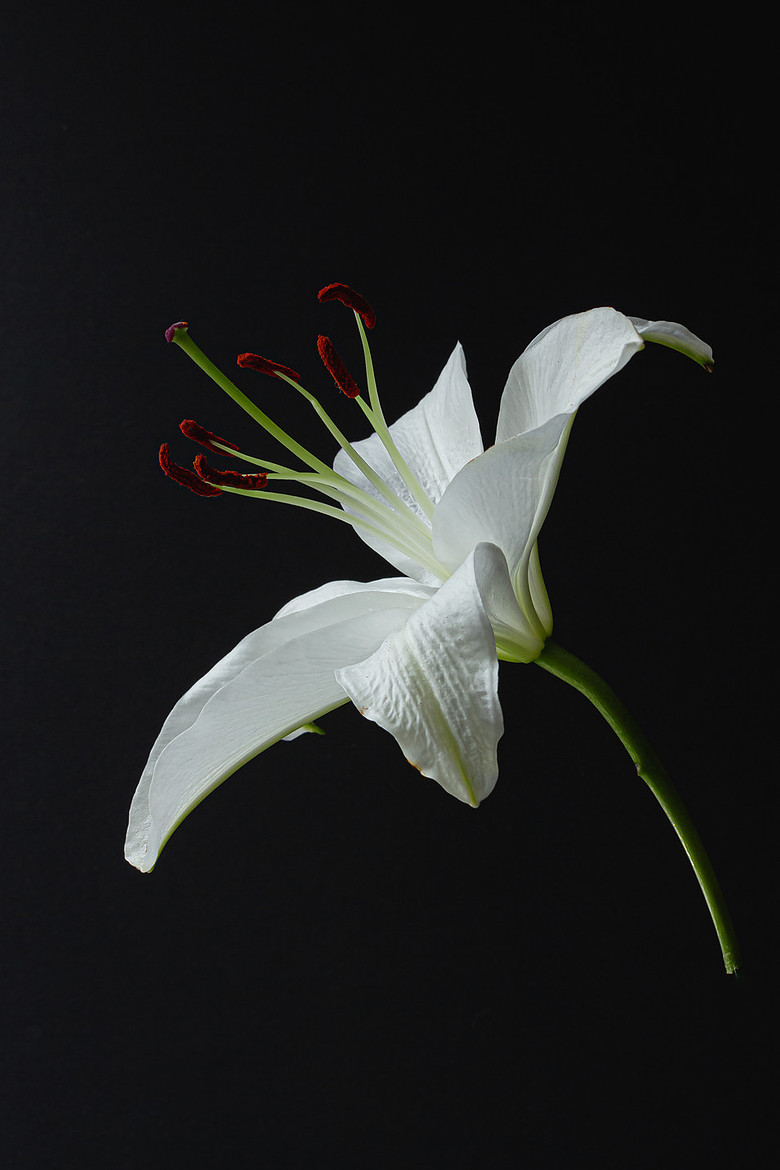 White Lily on a bold black background.  Artistic and creative from Bold Collection Lisa Harris