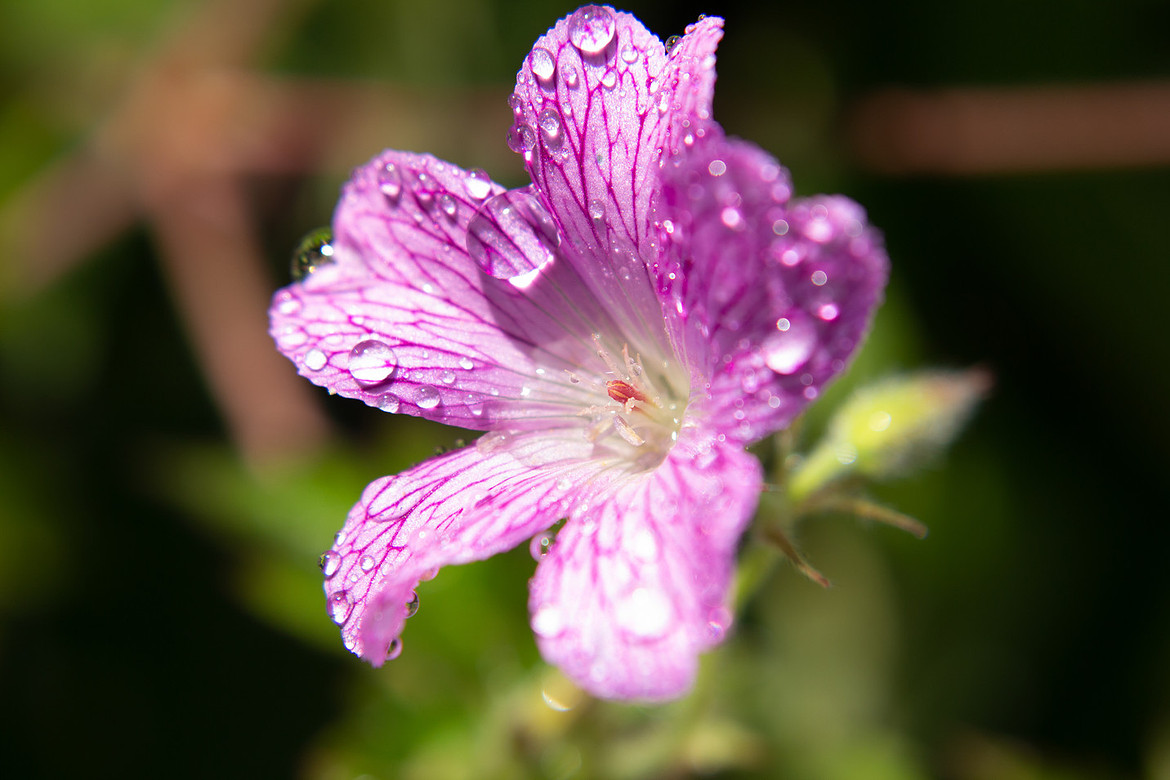 Pink flower with bright and colourful foliage.  Vibrant from Natural Collection Lisa Harris Floral