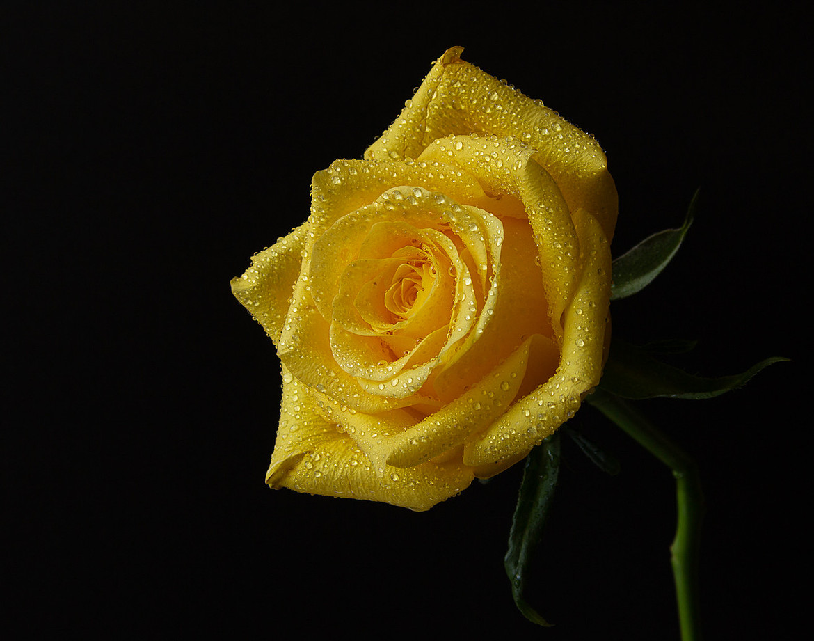 Yellow Rose on a bold background, creative and artistic from the Bold Collection Lisa Harris Floral