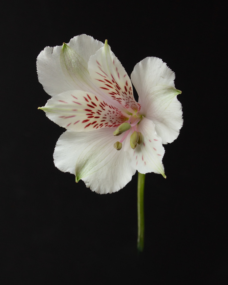 Cream Lily with bold background, creative and artistic from Bold Collection Lisa Harris Floral