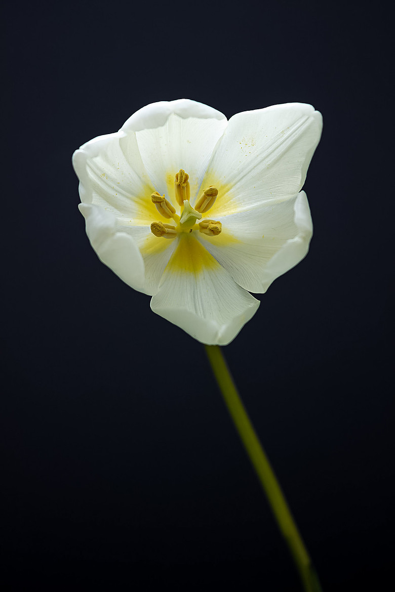 White Tulip on a black background, artistic and creative from Bold Collection Lisa Harris Floral