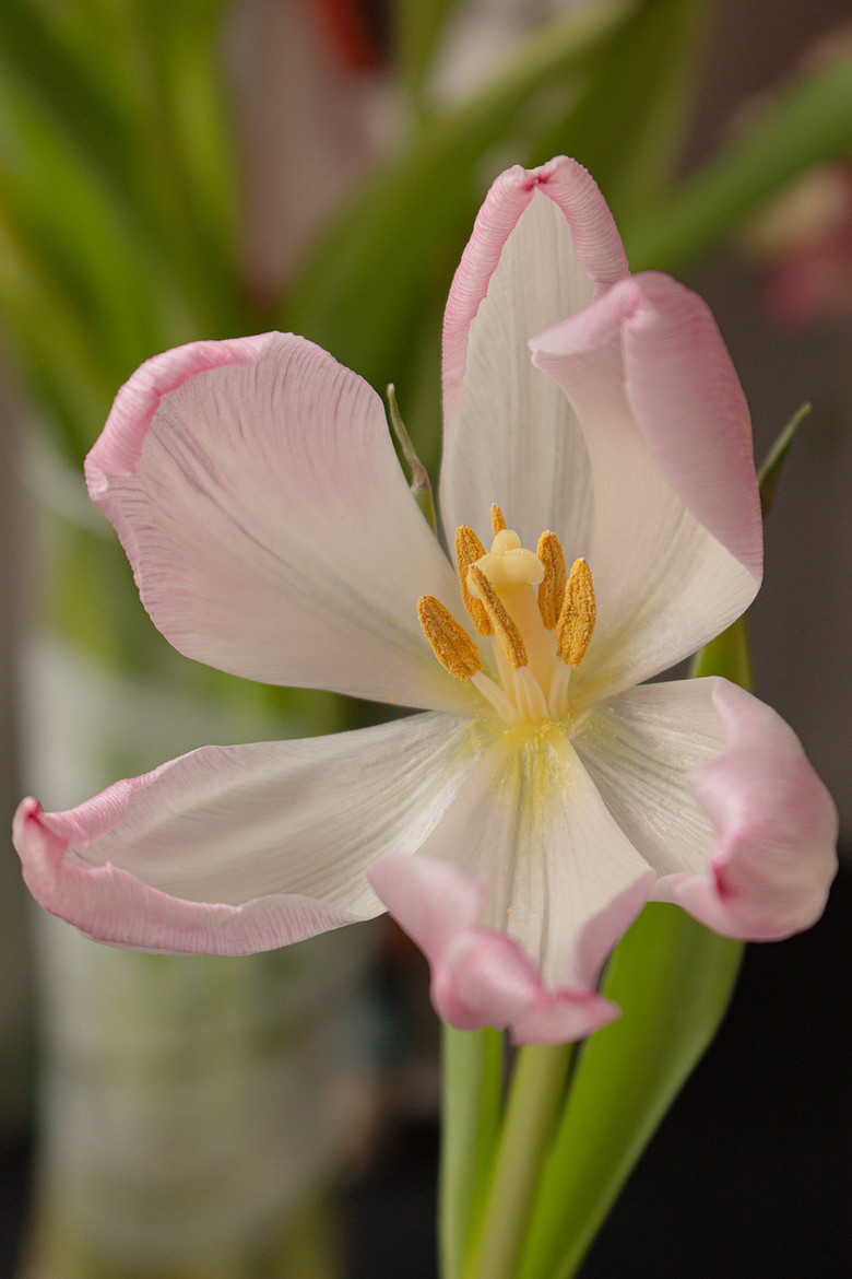 Pink and white Tulip, bright and colourful from Pastel Collection Lisa Harris Floral Photography