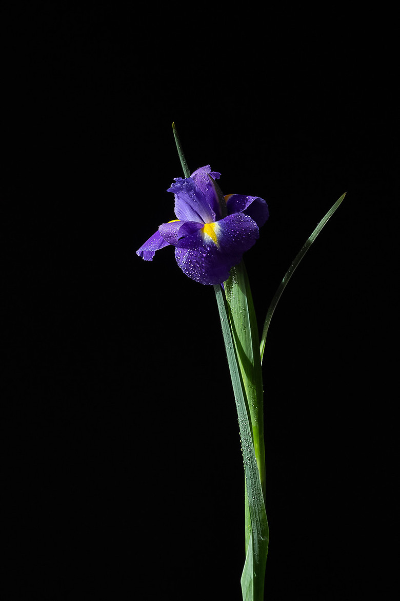 Purple Iris on a black background from the Bold Collection, artistic and creative Lisa Harris Floral