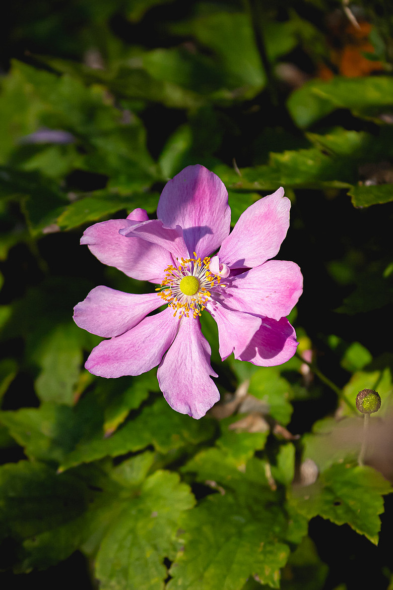 Pink flower natural green foliage.  Vibrant, bright, colourful from Natural Collection Lisa Harris