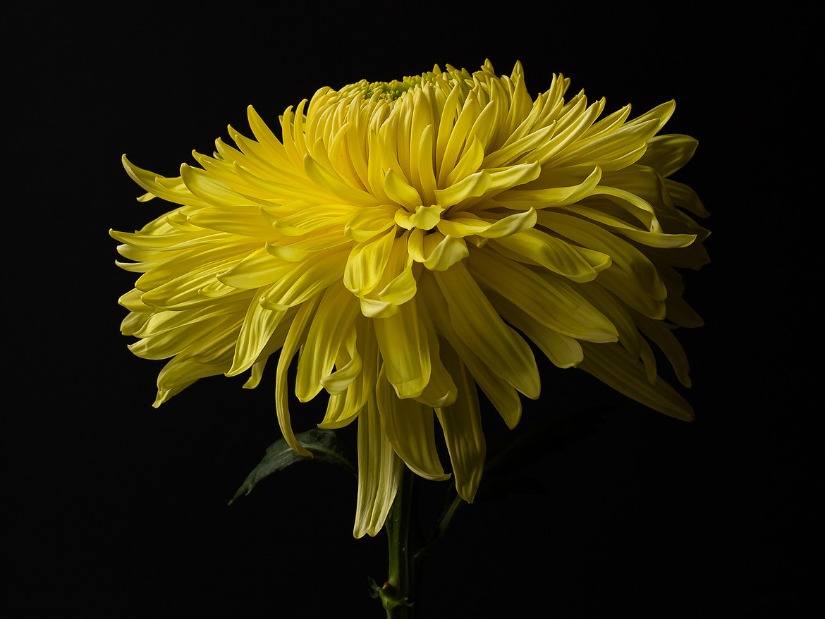 Yellow Chrysanthemum with a bold background from Bold Collection, creative and artistic Lisa Harris