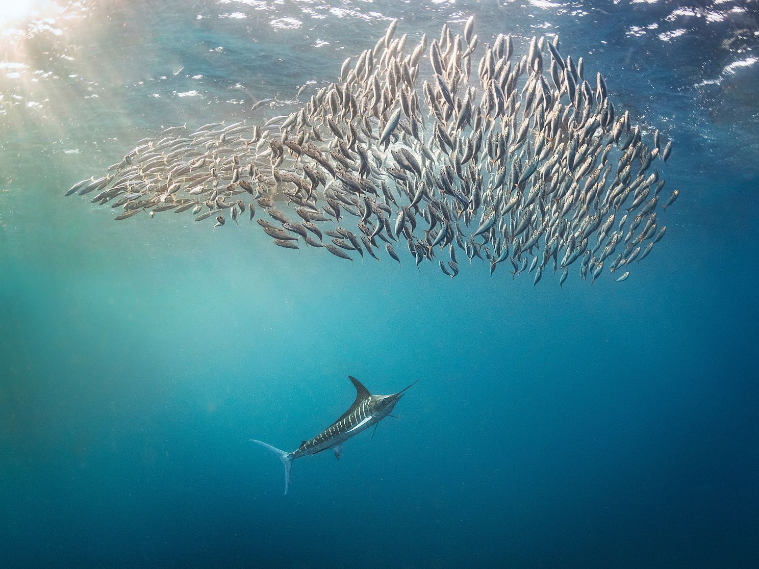 a striped marlin below a school of mackerel