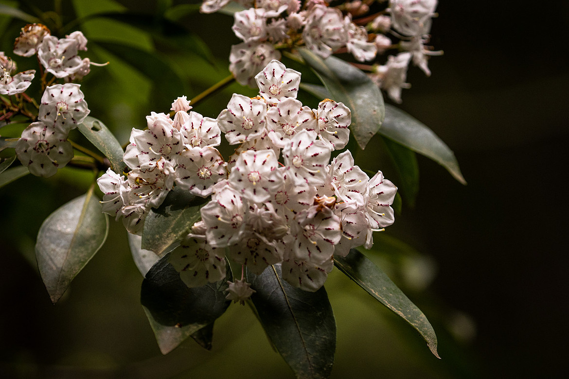 nature photography