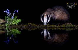 Badger