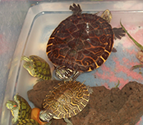 turtles.png