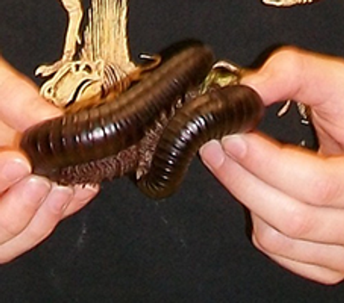 2010-07-06-01.48.png