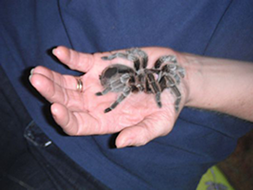spider.png