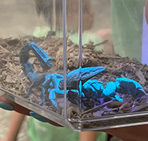 scorpioninhouse.png