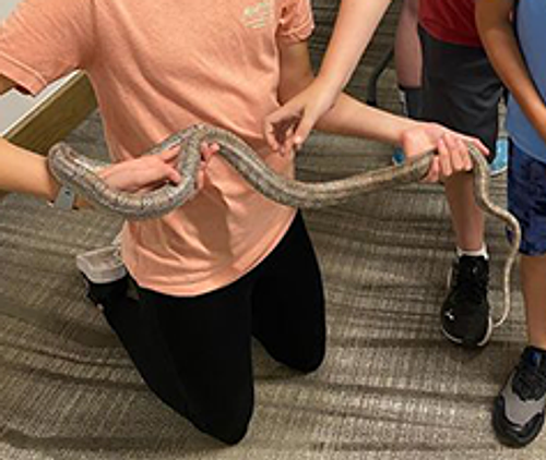 snake4.png