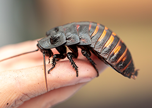 roach679615583.png
