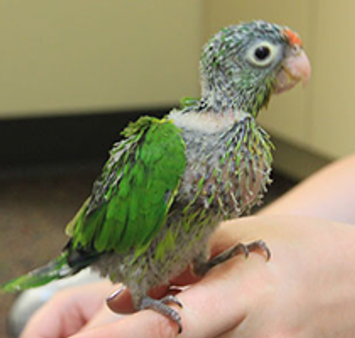 bird.png