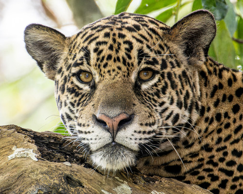 Jaguar staring