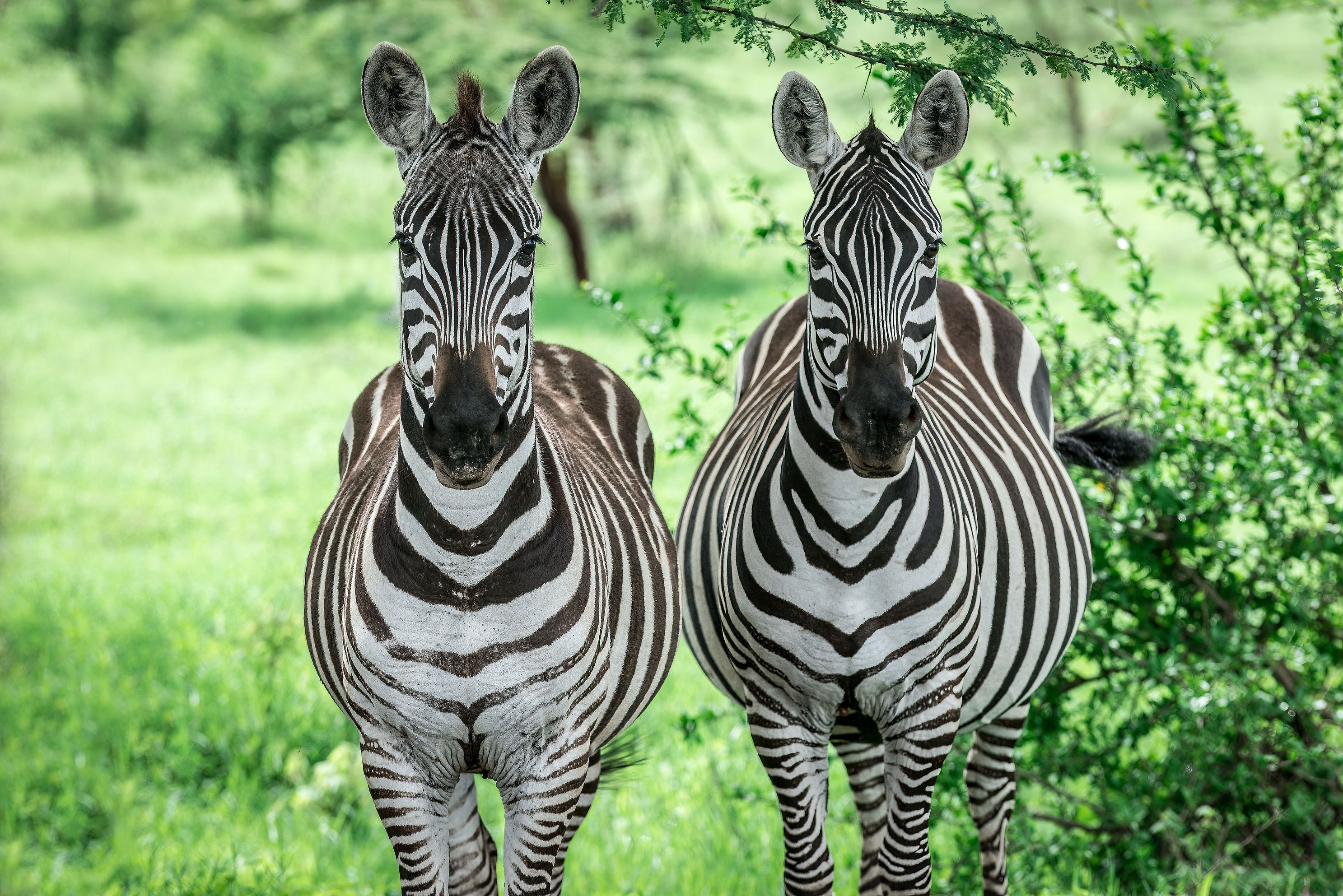 zebrajpg