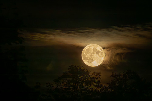 Nocturnal Serenity