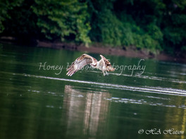 Osprey Flightjpg