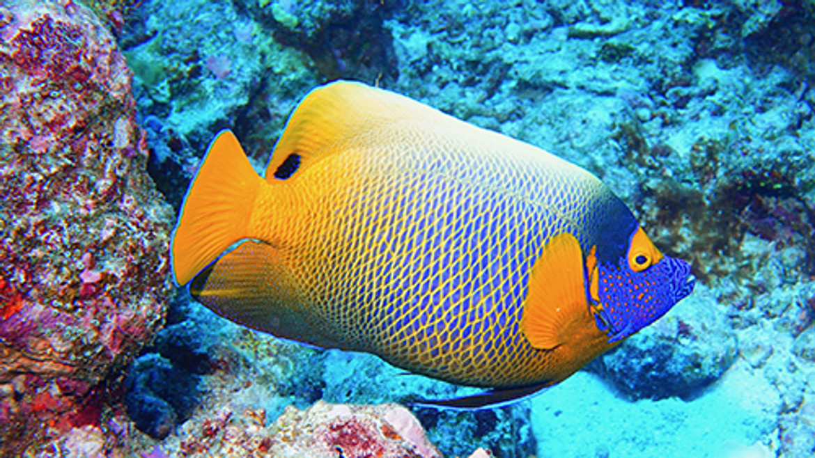 Indepth Video and Photography - coloured fish.jpg 1