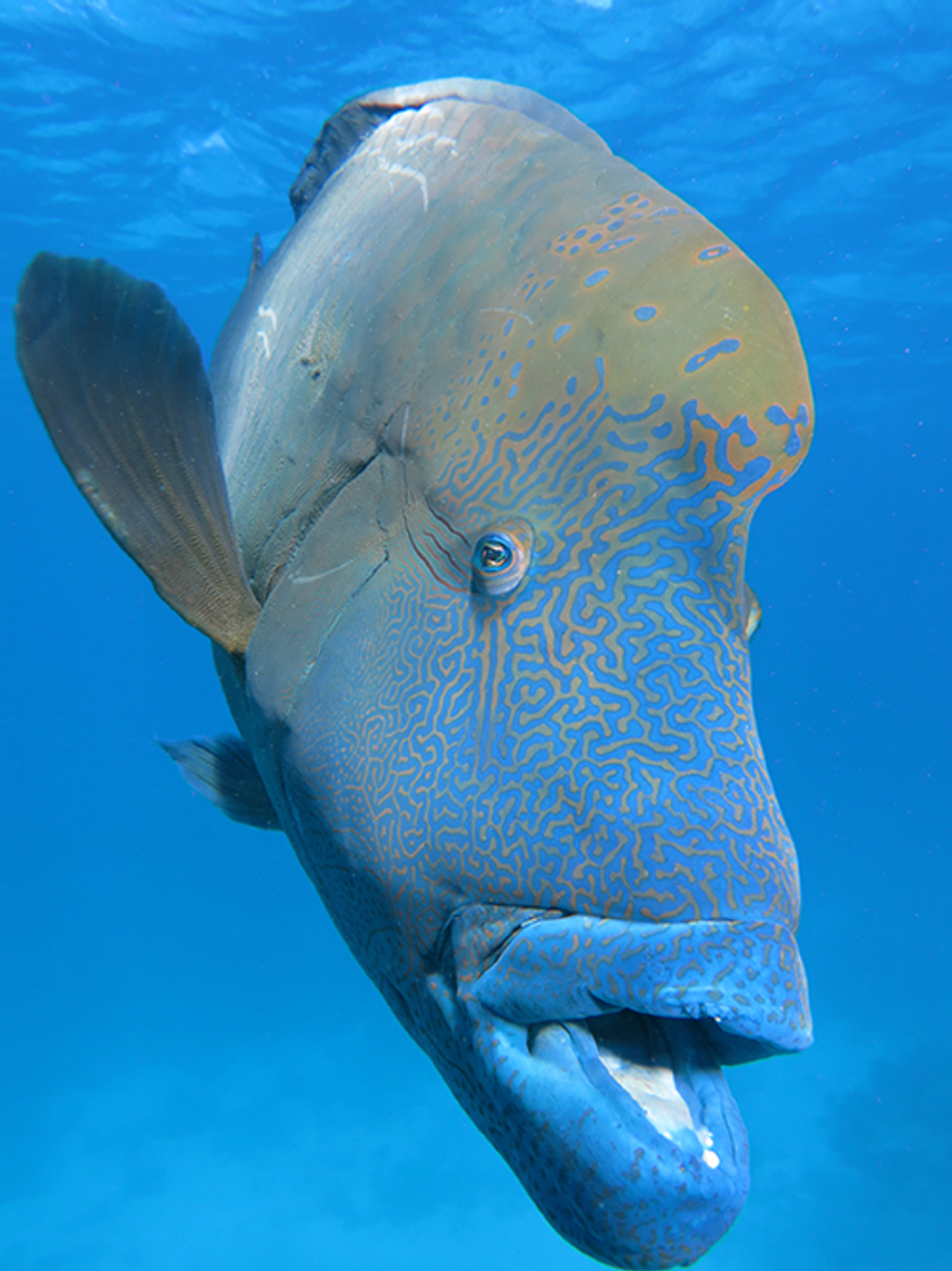 Indepth Video and Photography - Moari Wrasse.png 1