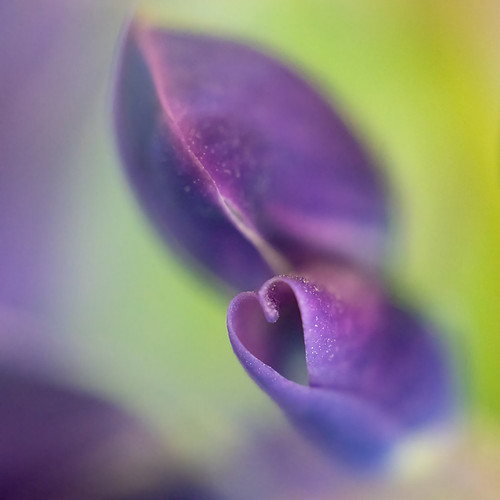 Lupine Heart