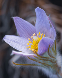 Pasque Flower