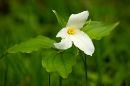 Spring Trilliums-1053Totagatic Backroads-10532076.jpg