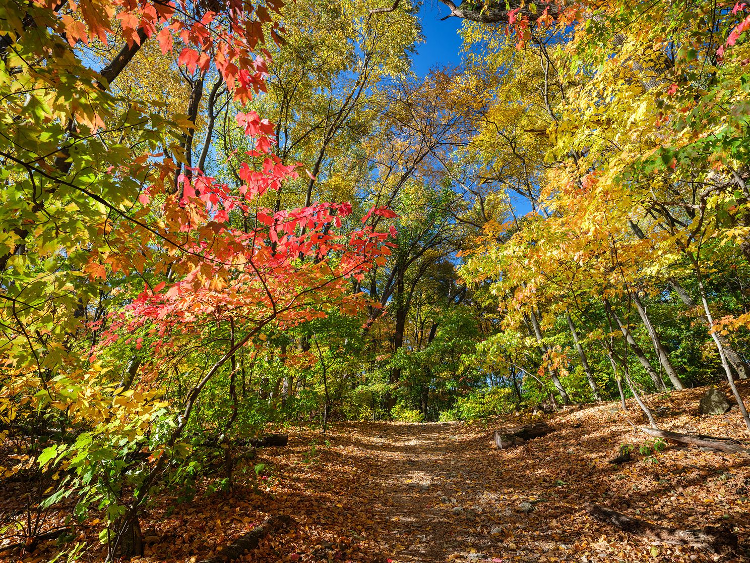 Pennsylvania Fall, Columbia, Pennsylvania